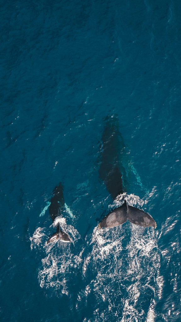 Aerial view of two blue whales swimming side by side in deep blue ocean water, symbolizing guidance, connection, and depth.