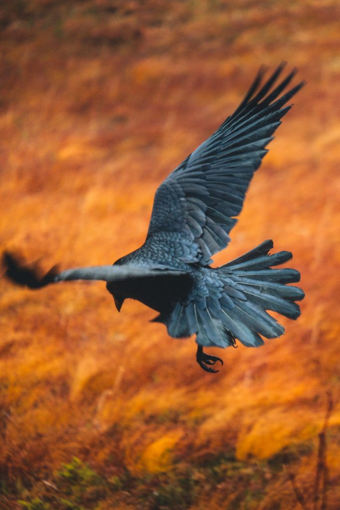 A raven in flight over a golden field, symbolizing insight, perspective, and the ability to see what others overlook.